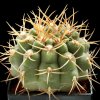 Gymnocalycium_hossei